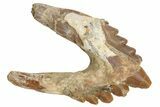 Fossil Primitive Whale (Basilosaur) Premolar Tooth - Morocco #225364-1